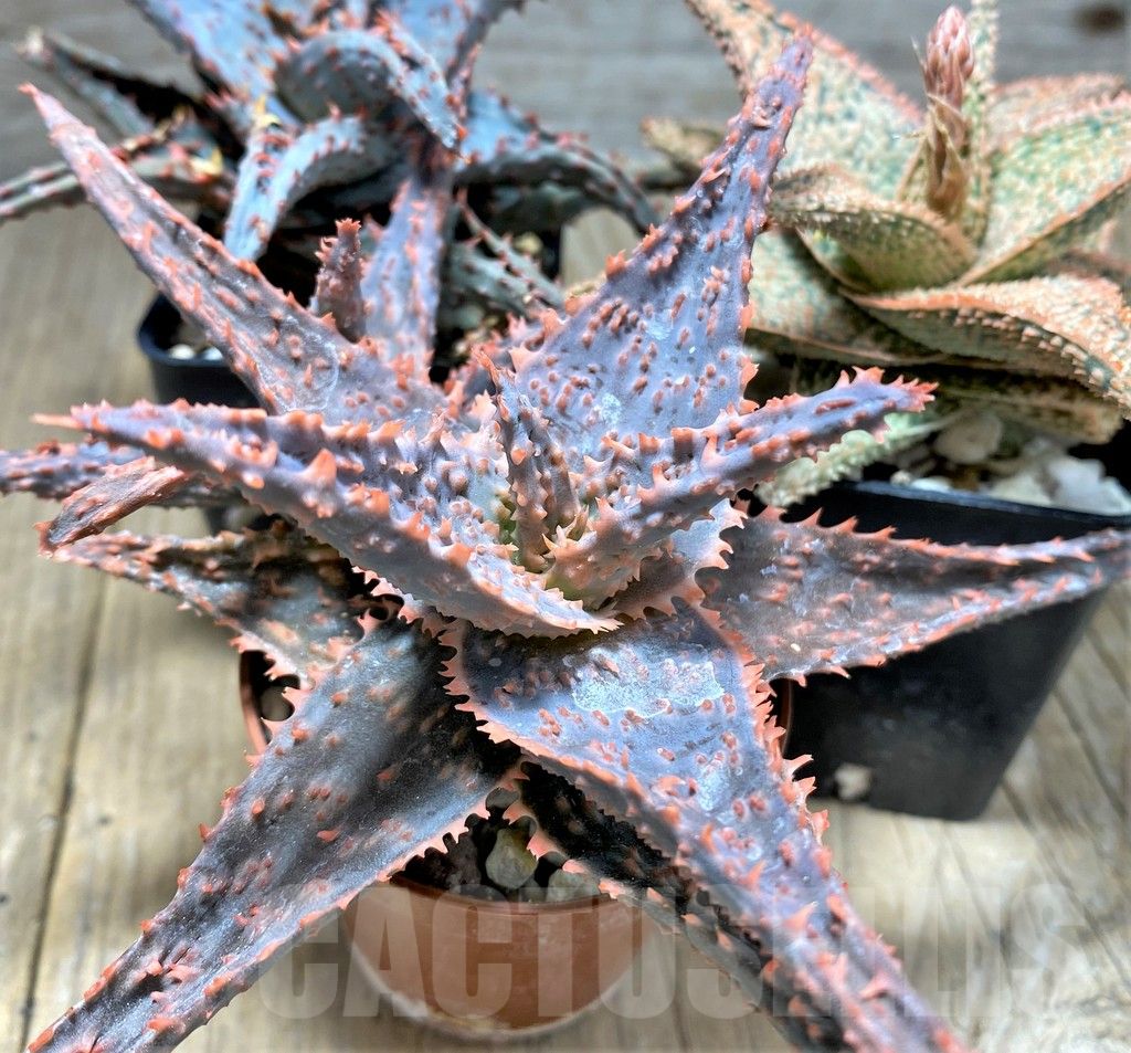 SET80 Aloe hybrid, 3 plants - Image 3