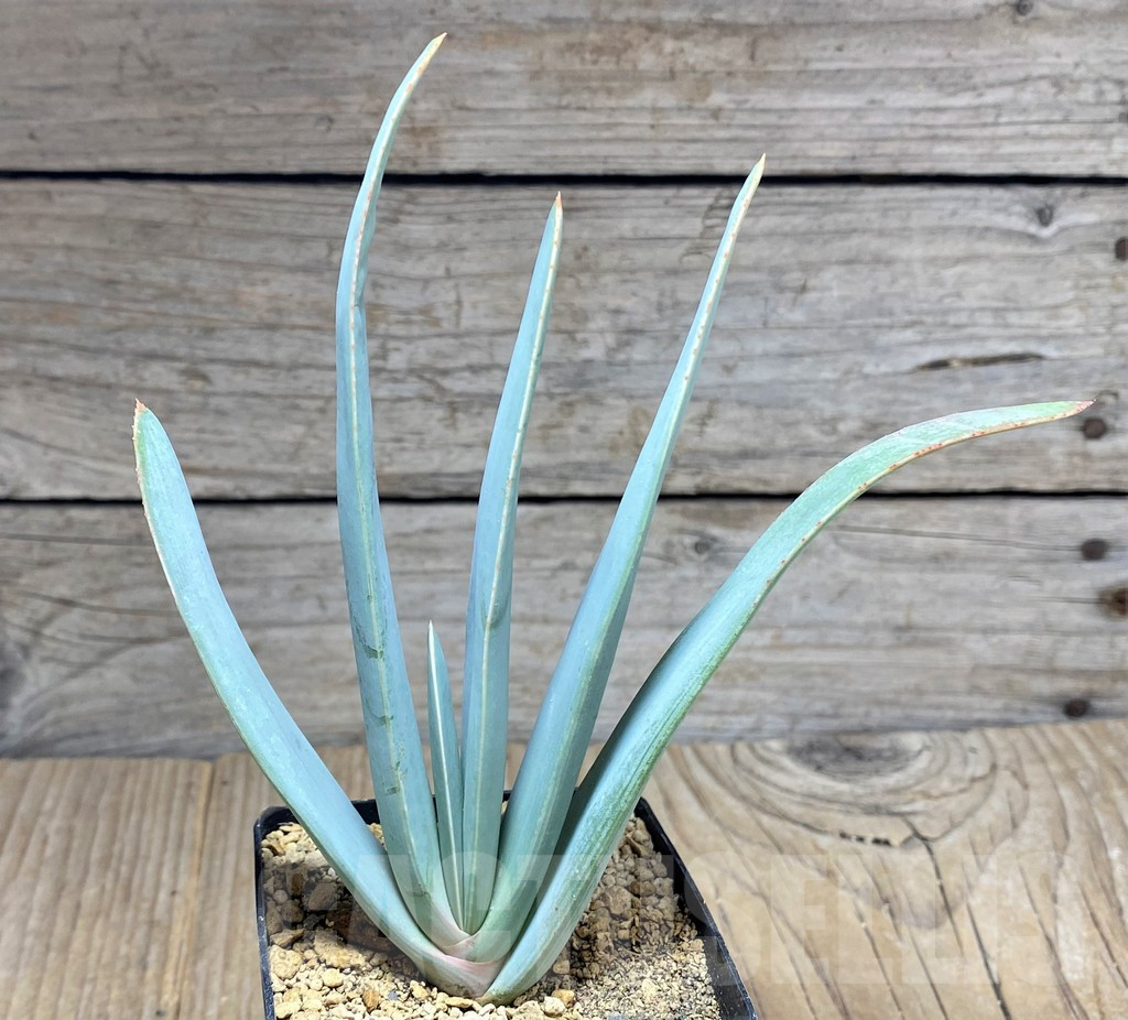 SHPR25933 Aloe plicatilis