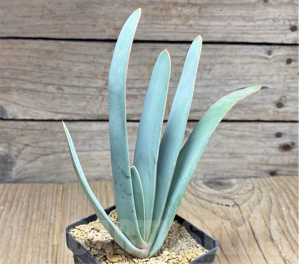 SHPR25933 Aloe plicatilis - Image 2