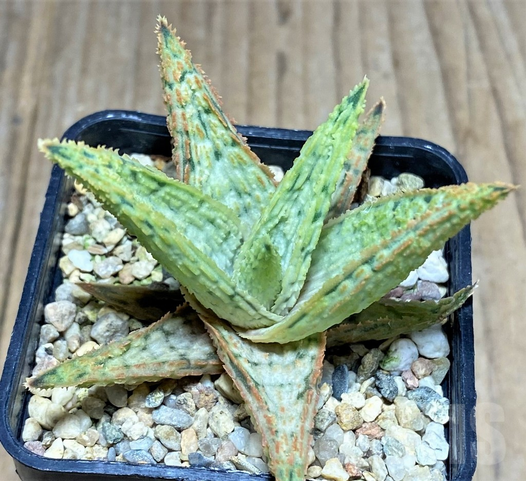 SHPR25935 Aloe hybrid - immagine 2