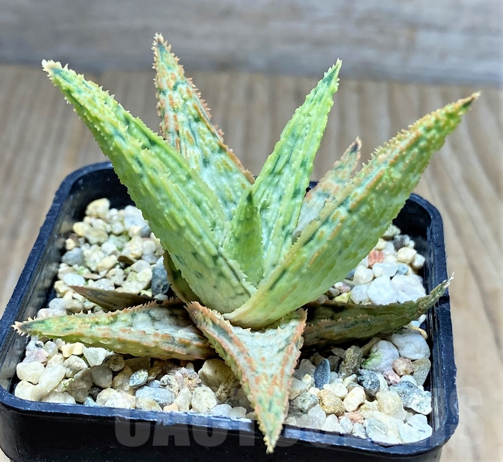 SHPR25935 Aloe hybrid