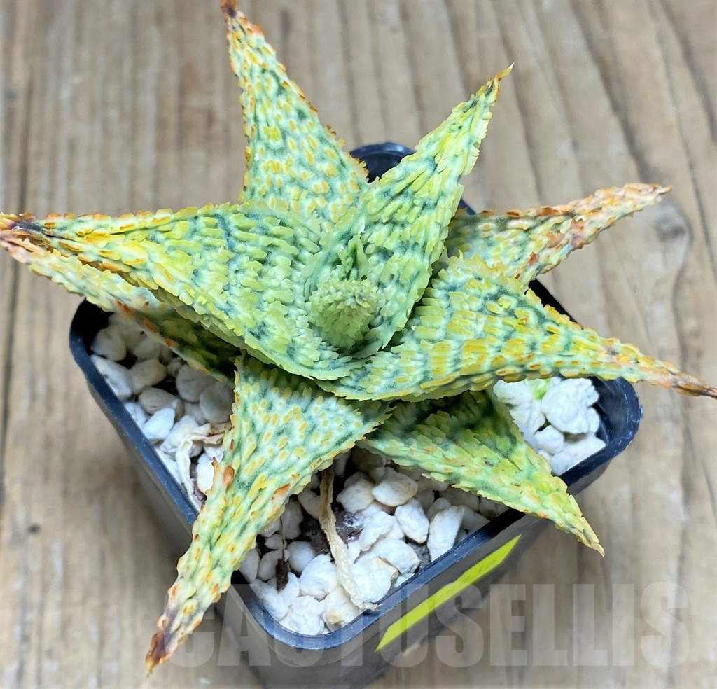 SHPR25936 Aloe TCT hybrid - Image 2