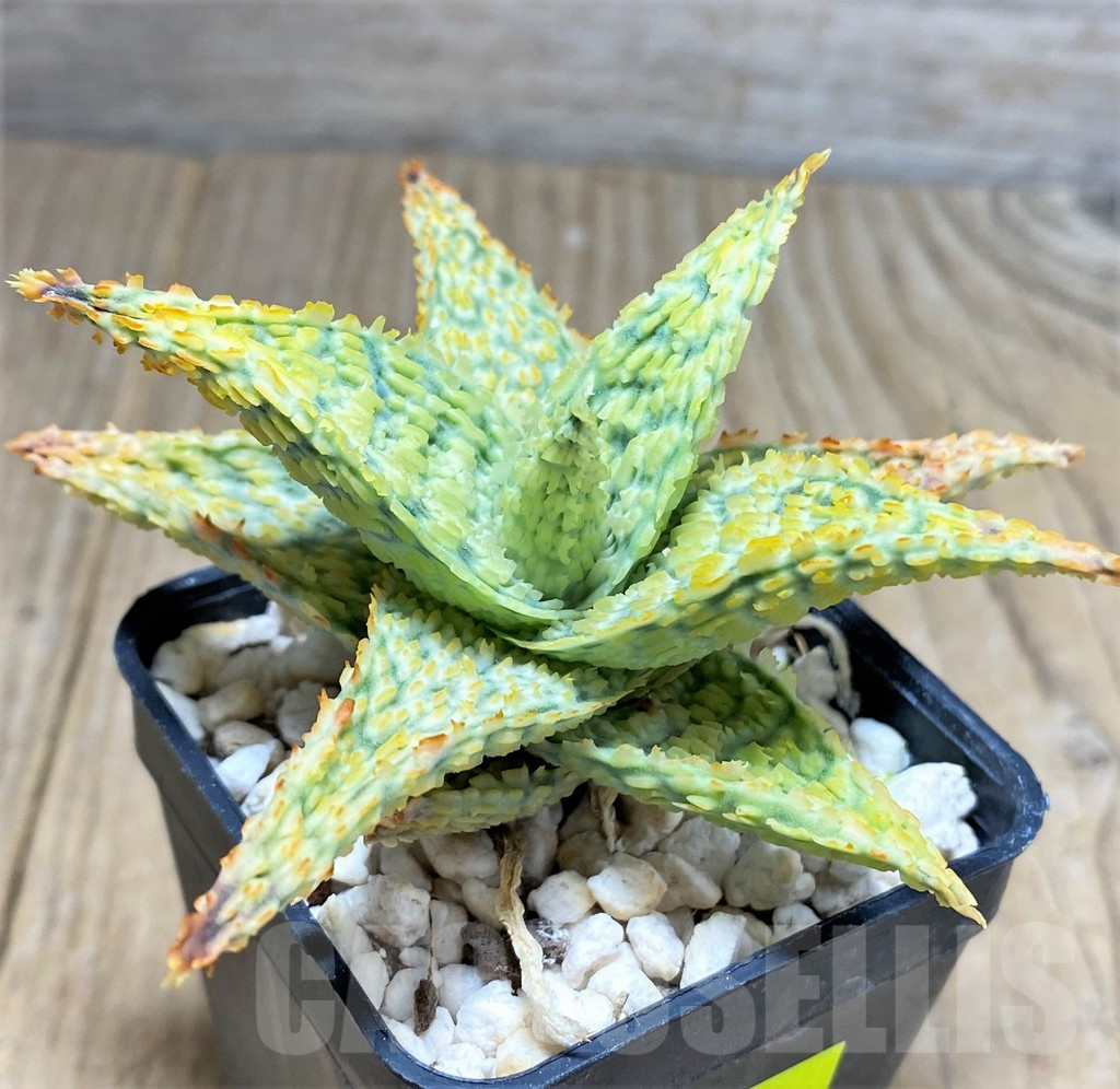 SHPR25936 Aloe TCT hybrid