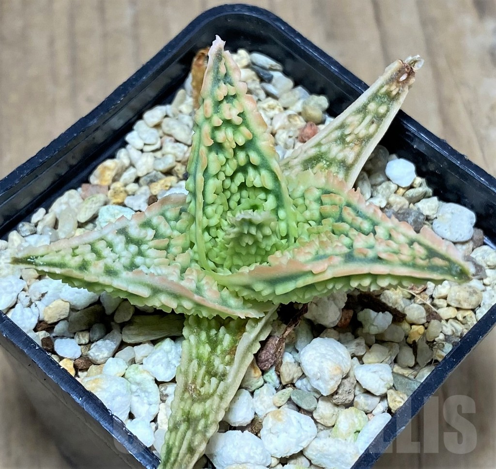 SHPR25937 Aloe TCT hybrid - Image 2
