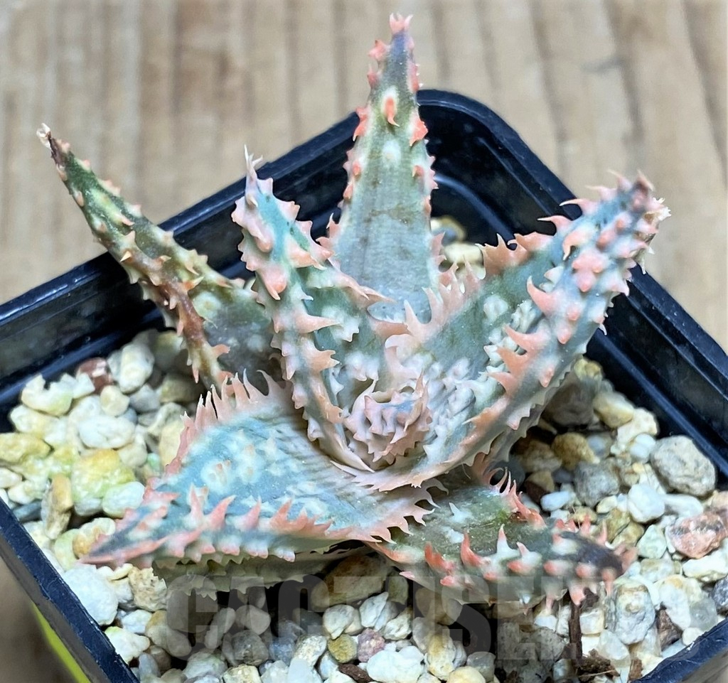 SHPR25938 Aloe TCT hybrid - Image 2