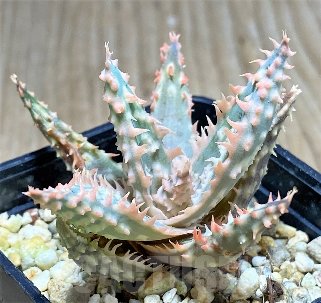 SHPR25938 Aloe TCT hybrid