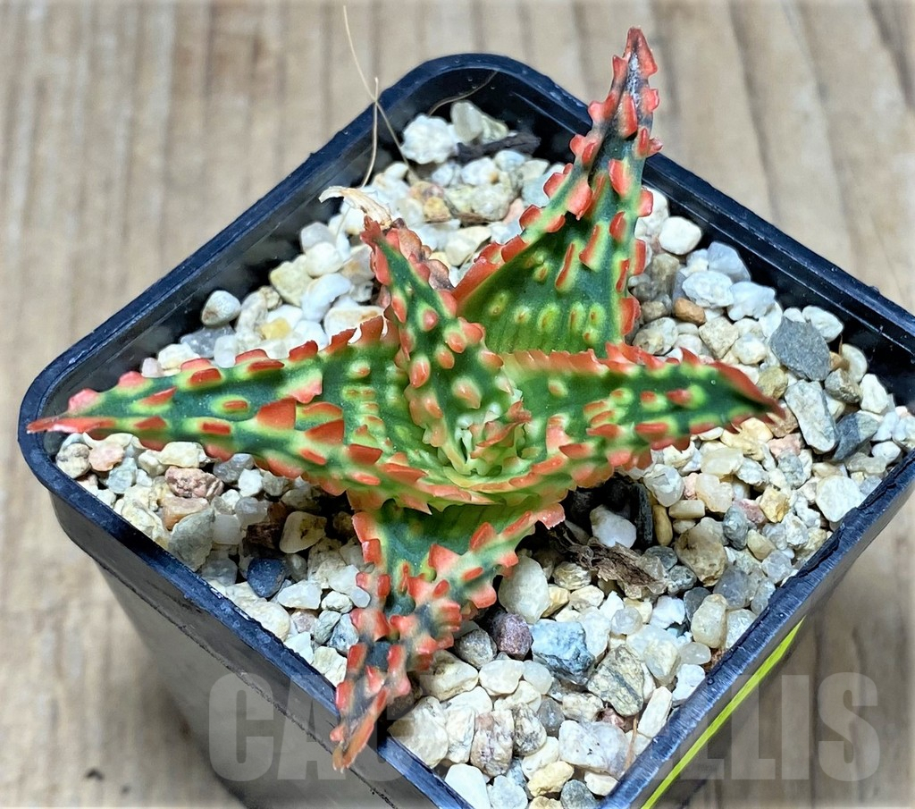 SHPR25939 Aloe TCT hybrid - Image 2