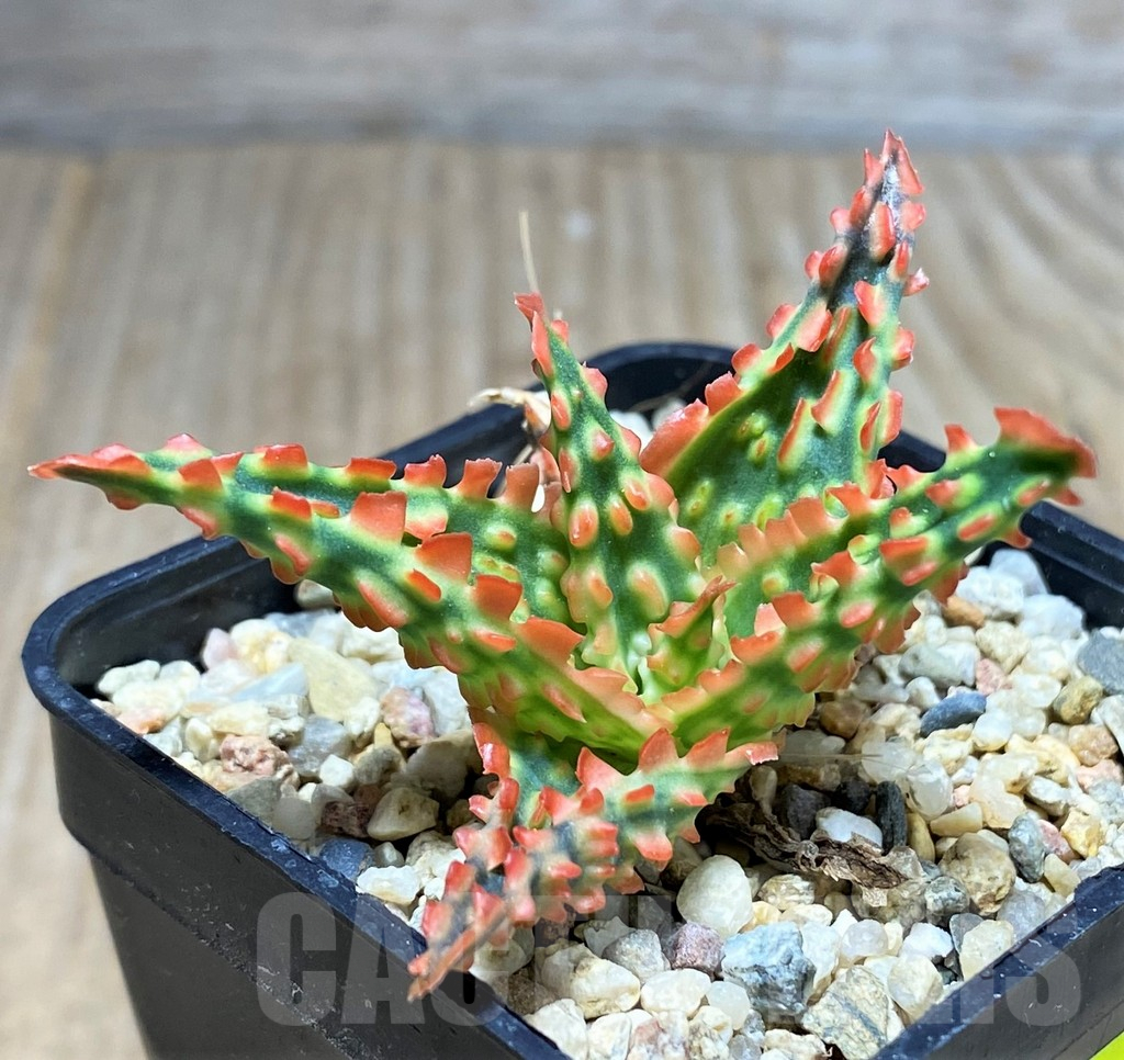 SHPR25939 Aloe TCT hybrid