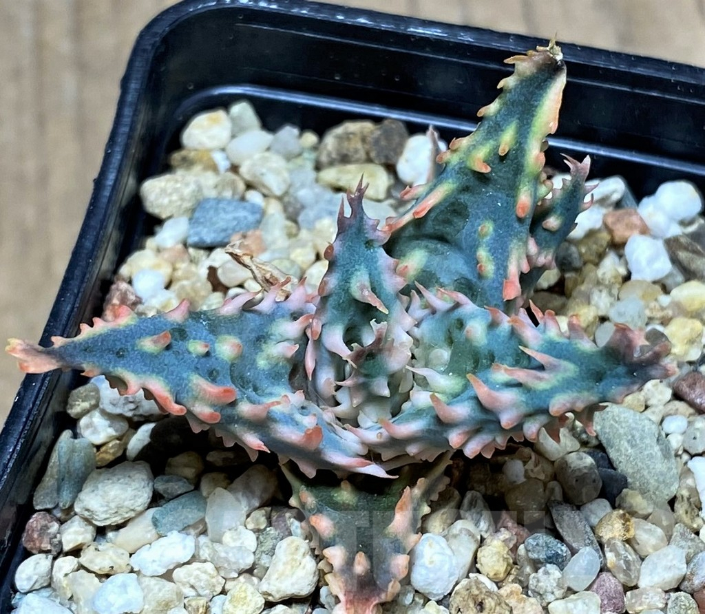 SHPR25940 Aloe TCT hybrid - immagine 2