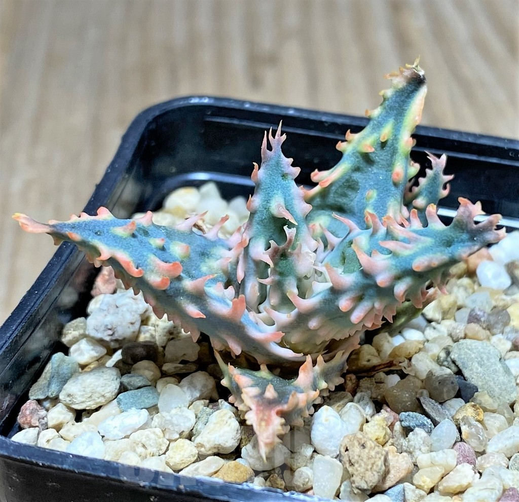 SHPR25940 Aloe TCT hybrid
