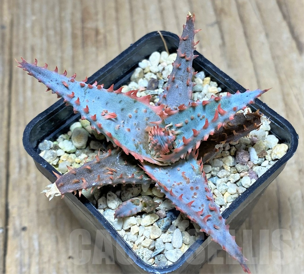 SHPR25941 Aloe TCT hybrid - Imagen 2