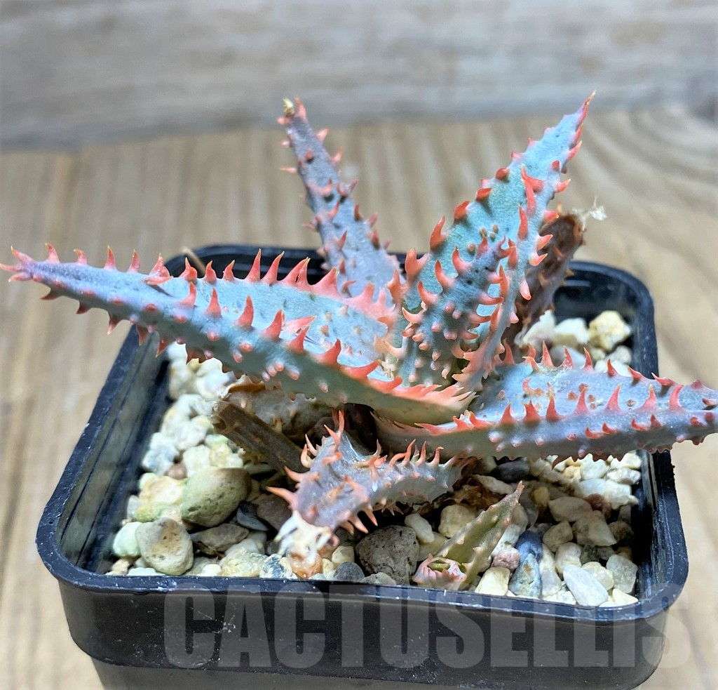 SHPR25941 Aloe TCT hybrid