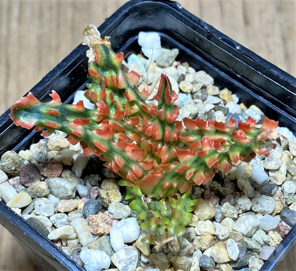 SHPR25942 Aloe TCT hybrid - Image 2