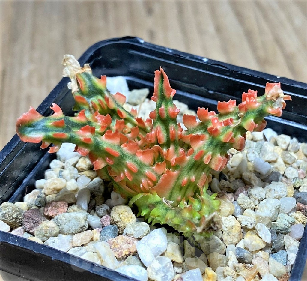 SHPR25942 Aloe TCT hybrid