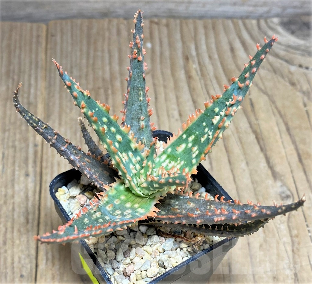 SHPR25943 Aloe TCT hybrid - Image 2
