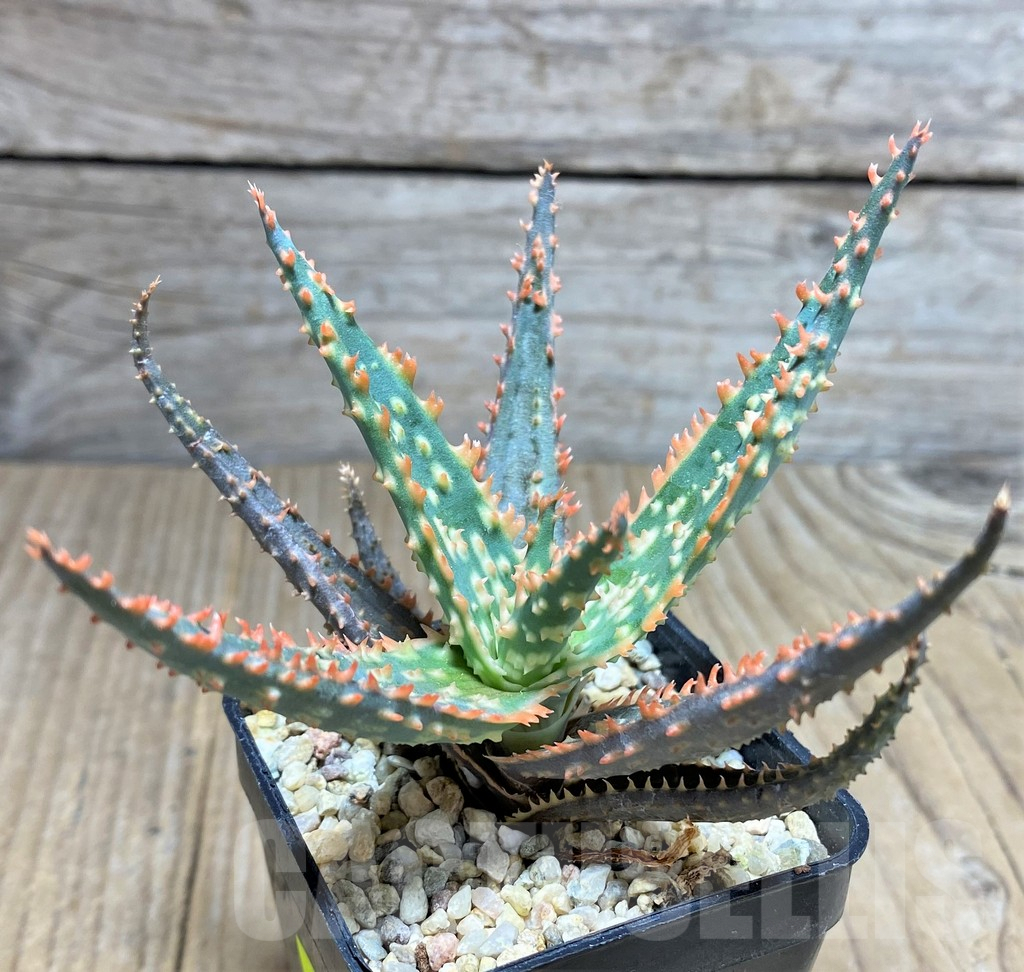 SHPR25943 Aloe TCT hybrid
