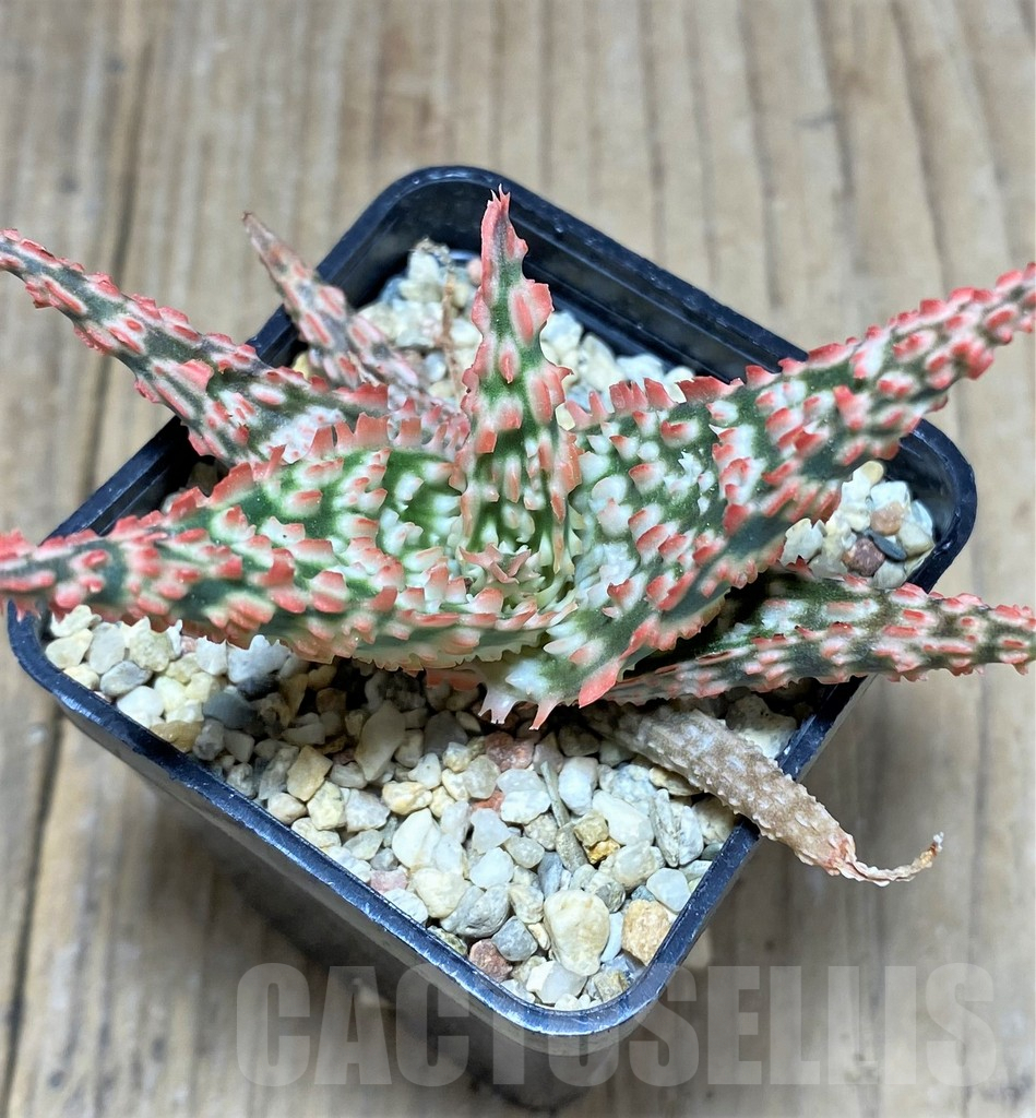 SHPR25946 Aloe TCT hybrid – Image 2