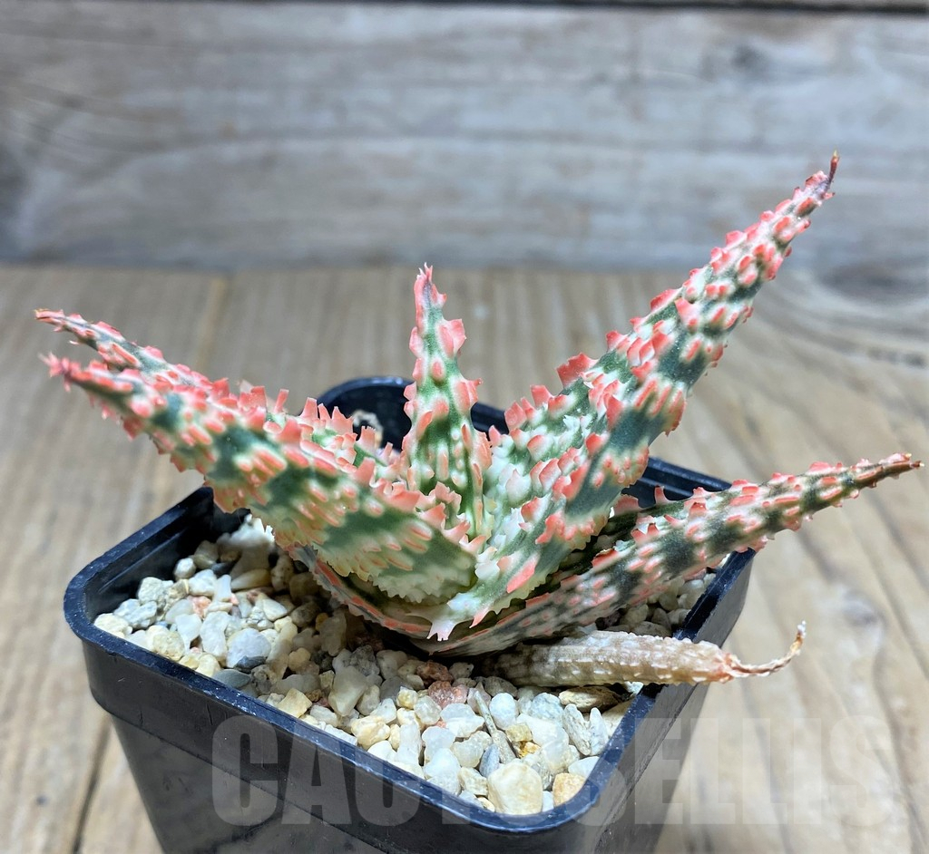 SHPR25946 Aloe TCT hybrid – Image 3