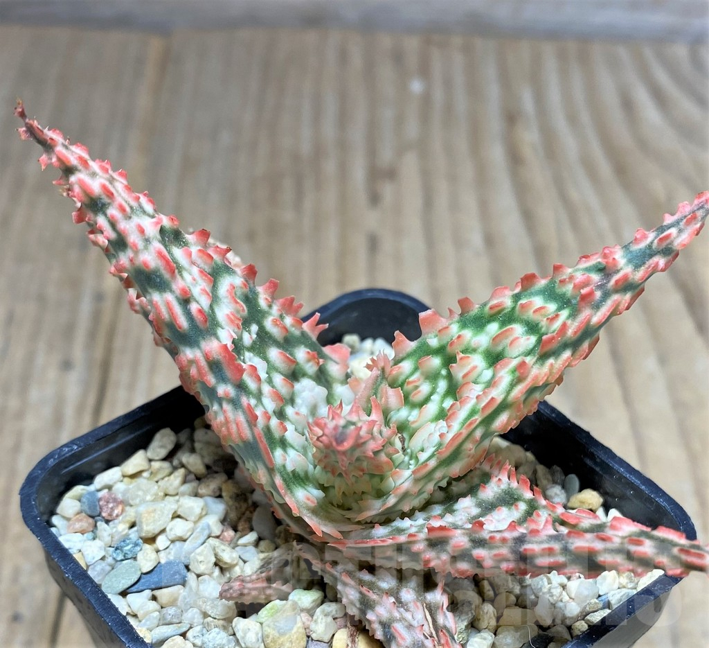 SHPR25946 Aloe TCT hybrid