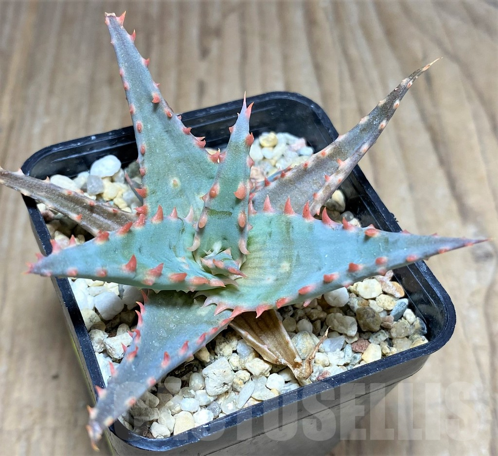 SHPR25954 Aloe TCT hybrid - immagine 2