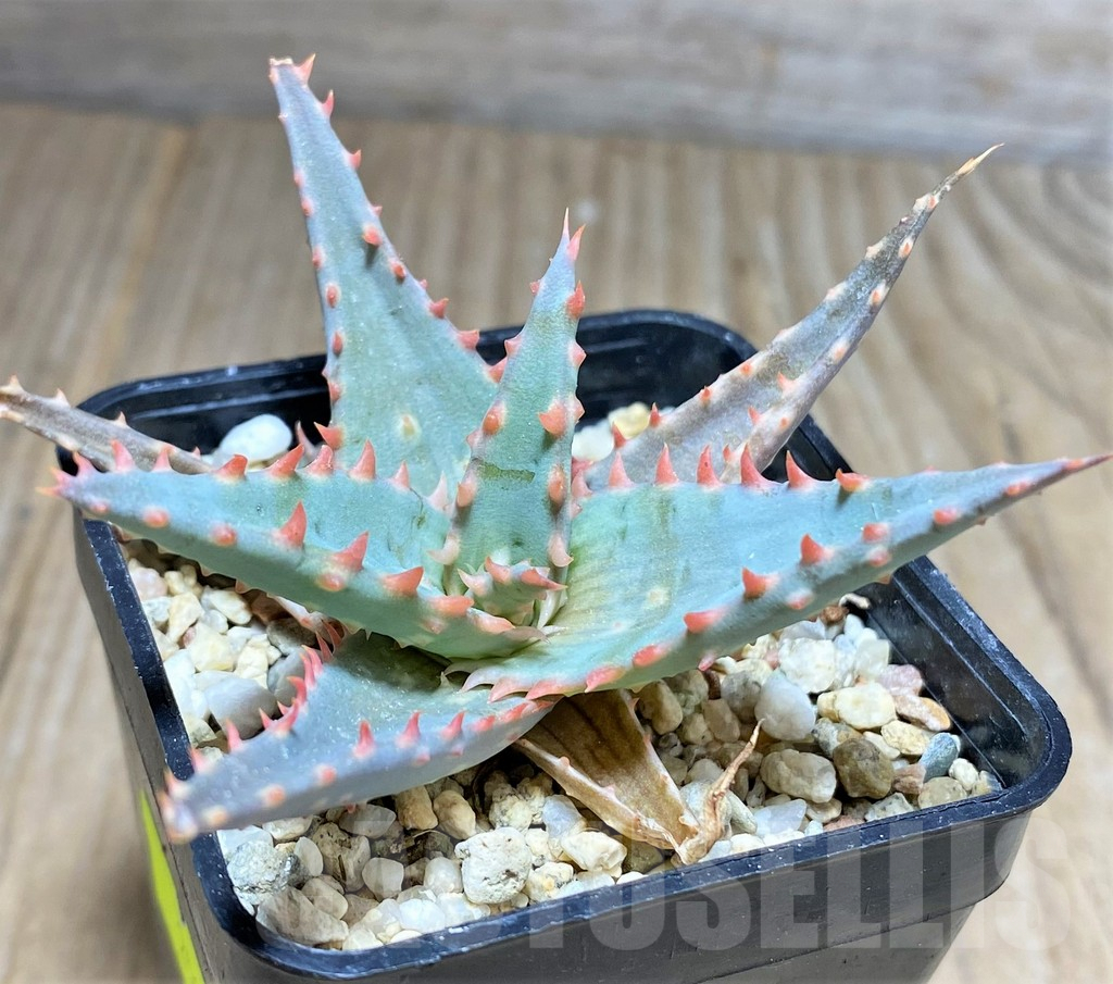 SHPR25954 Aloe TCT hybrid