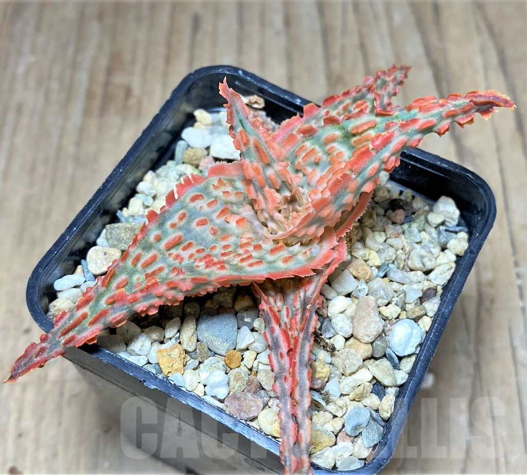 SHPR25955 Aloe TCT hybrid - Image 2