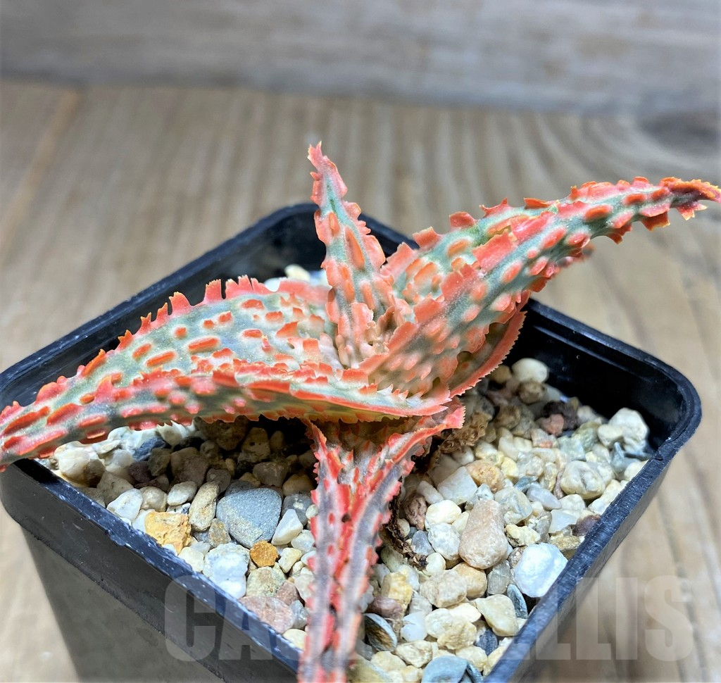 SHPR25955 Aloe TCT hybrid