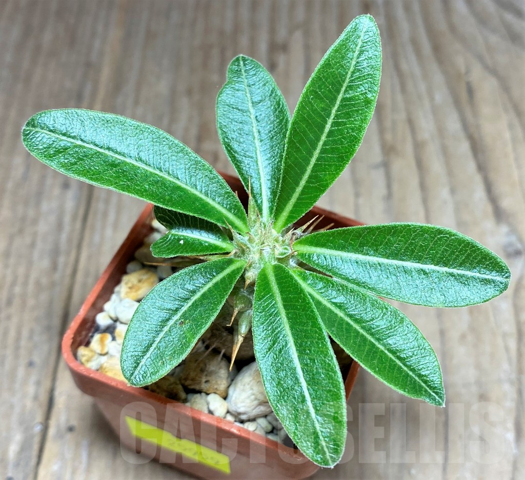 SHPR25959 Pachypodium bicolor PV 2535