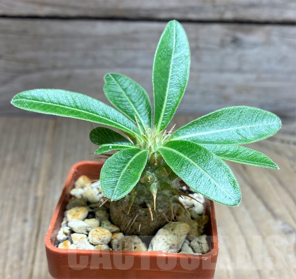 SHPR25959 Pachypodium bicolor PV 2535 - immagine 2