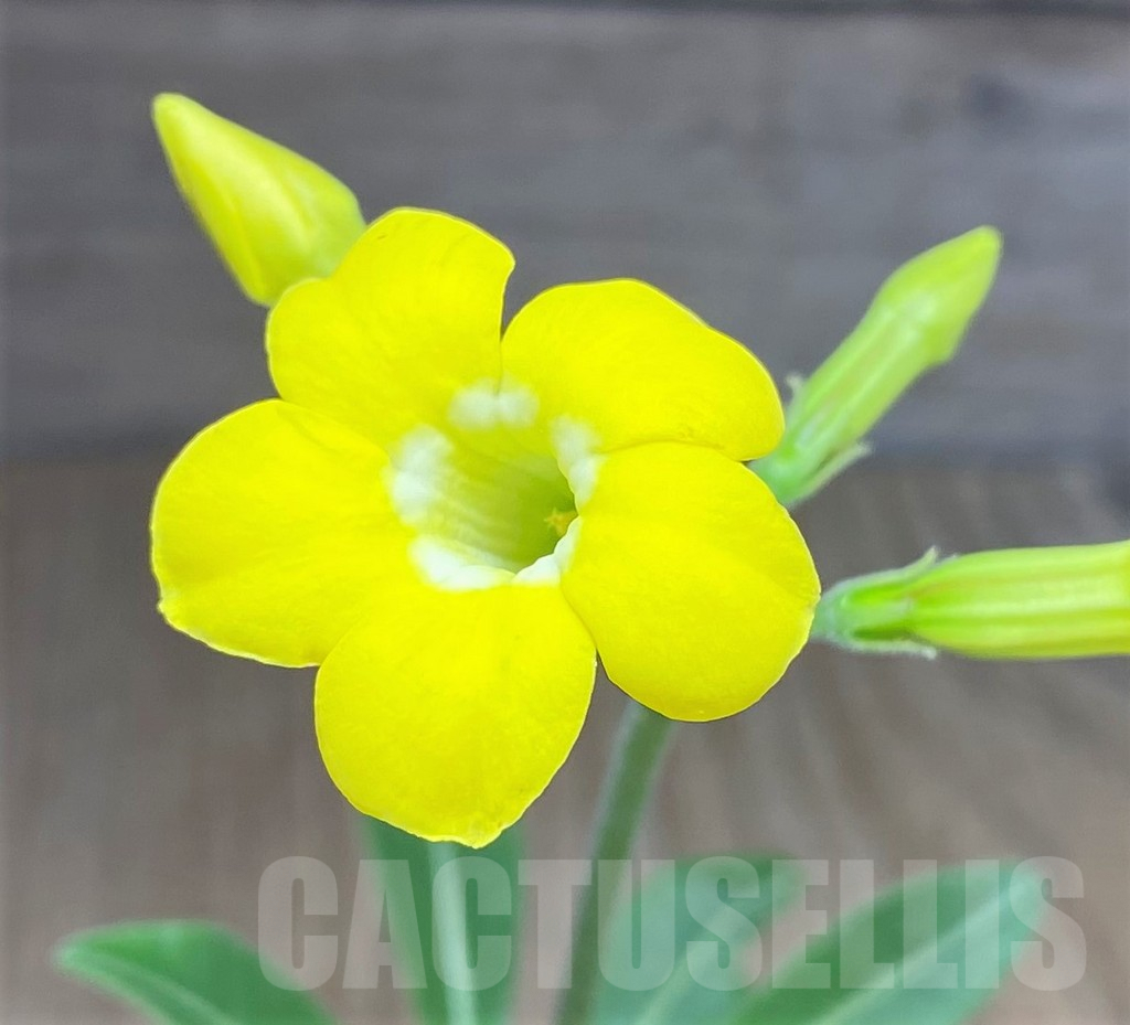 SHPR25960 Pachypodium bicolor PV 2535