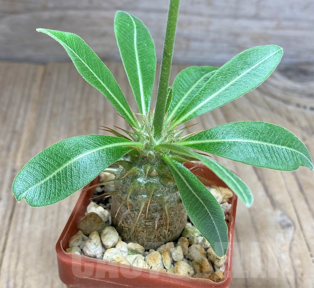 SHPR25960 Pachypodium bicolor PV 2535 - Image 3