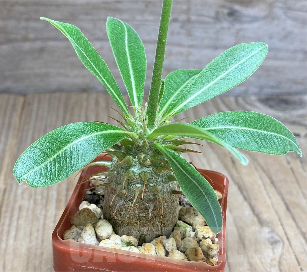 SHPR25960 Pachypodium bicolor PV 2535 - Image 2