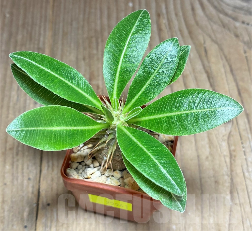 SHPR25961 Pachypodium bicolor PV 2535 - Image 2