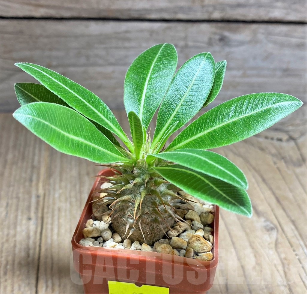 SHPR25961 Pachypodium bicolor PV 2535