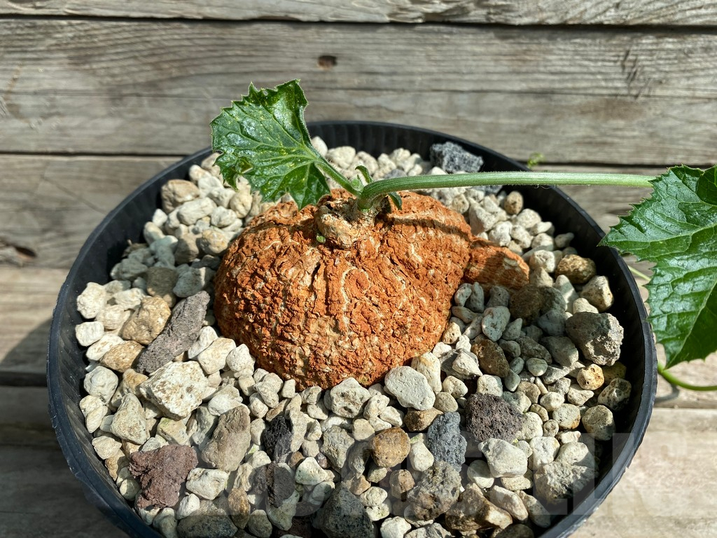 SHPR26022 Coccinia mildbraedii -Dodoma Prov., Tanzania- - Image 2