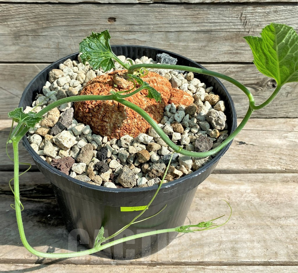 SHPR26022 Coccinia mildbraedii -Dodoma Prov., Tanzania- - Image 3