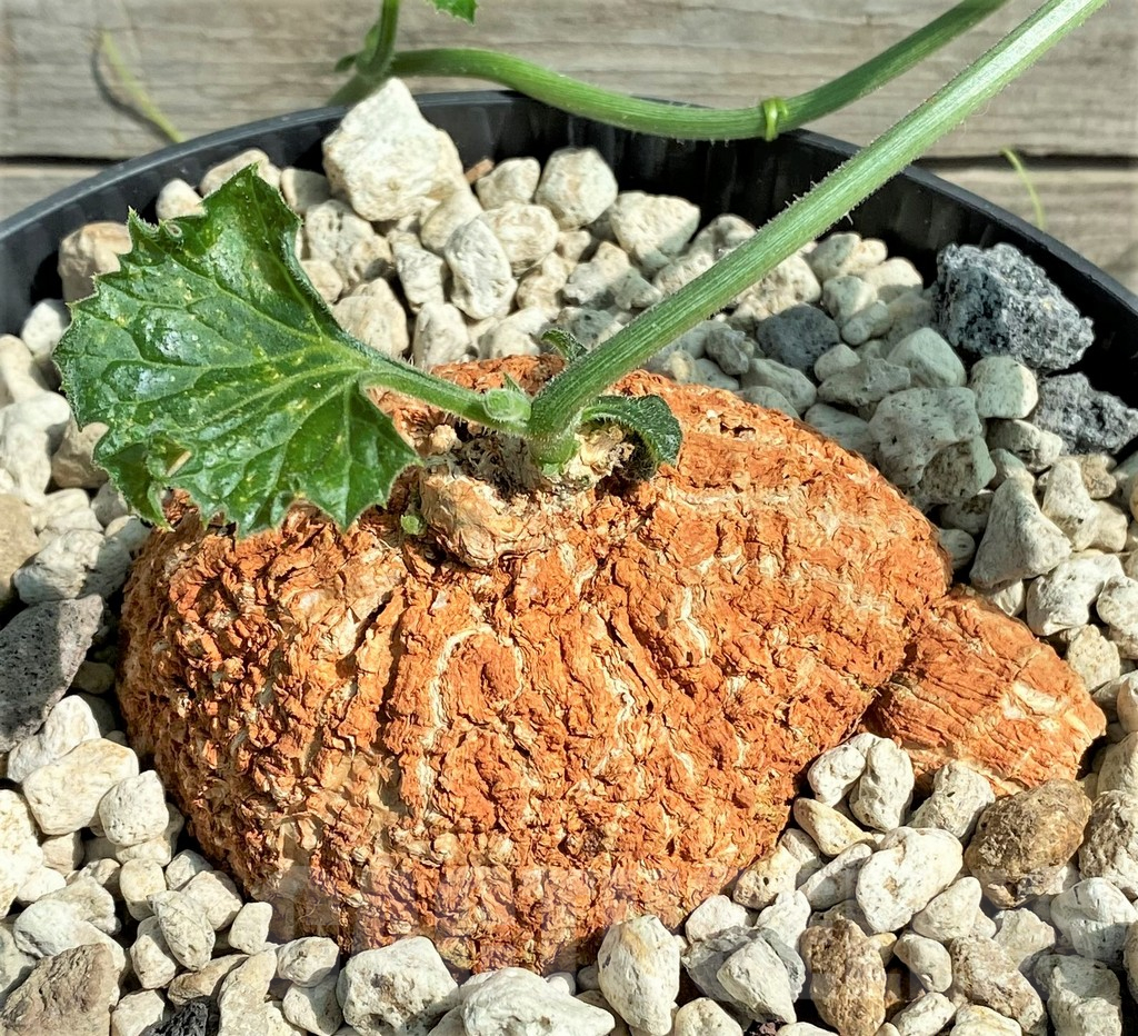 SHPR26022 Coccinia mildbraedii -Dodoma Prov., Tanzania-