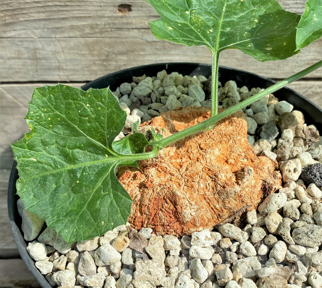 SHPR26023 Coccinia mildbraedii -Dodoma Prov., Tanzania-