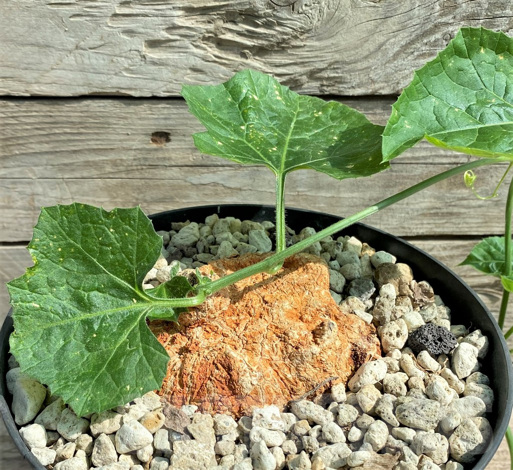 SHPR26023 Coccinia mildbraedii -Dodoma Prov., Tanzania- - Image 2