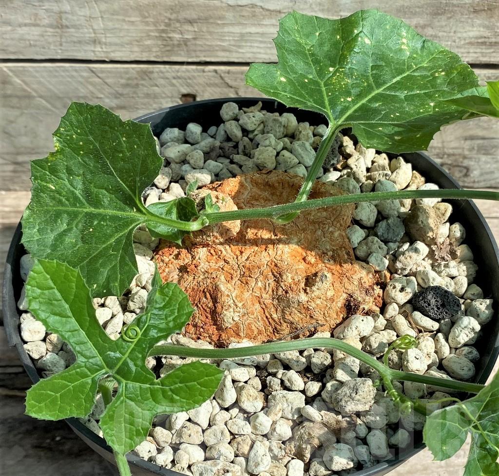 SHPR26023 Coccinia mildbraedii -Dodoma Prov., Tanzania- - Image 3