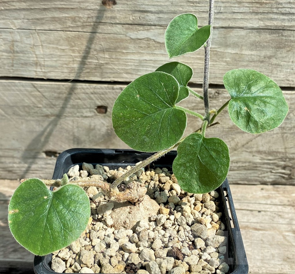 SHPR26028 Argyreia collinsiae (Convolvulaceae) - Image 2