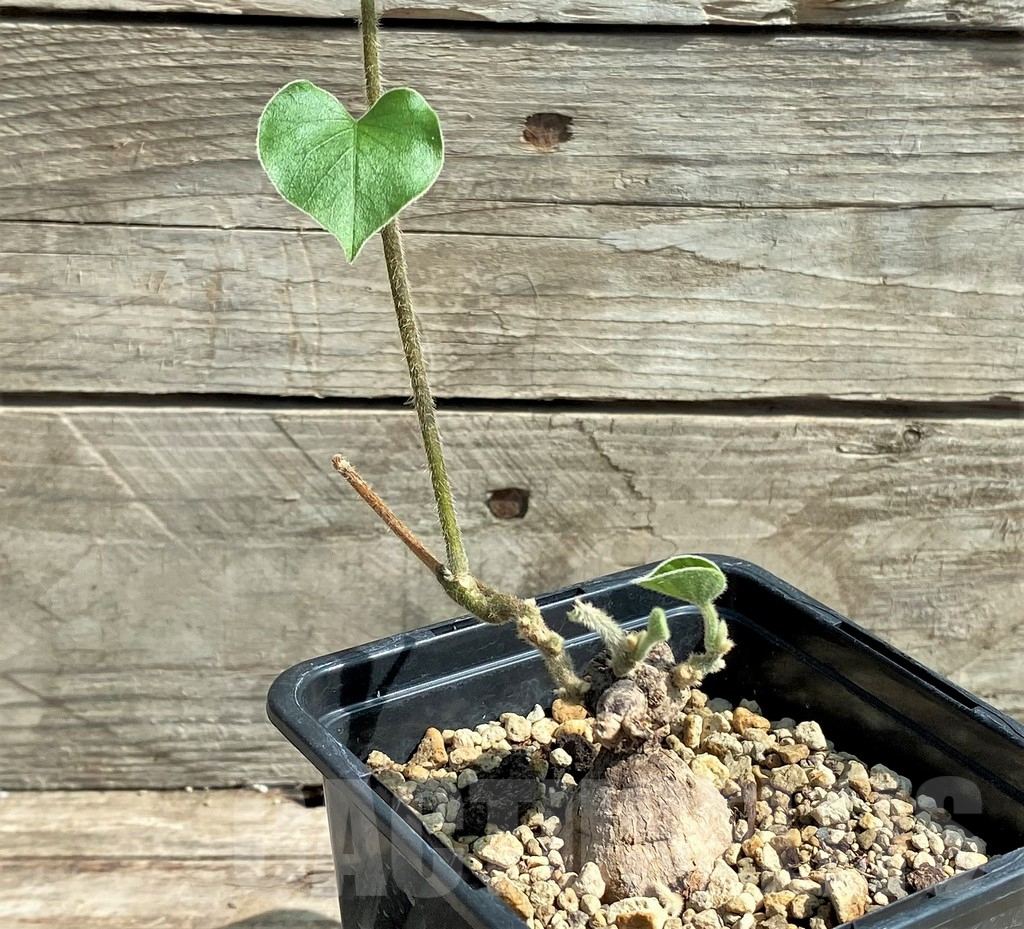 SHPR26029 Argyreia collinsiae (Convolvulaceae)