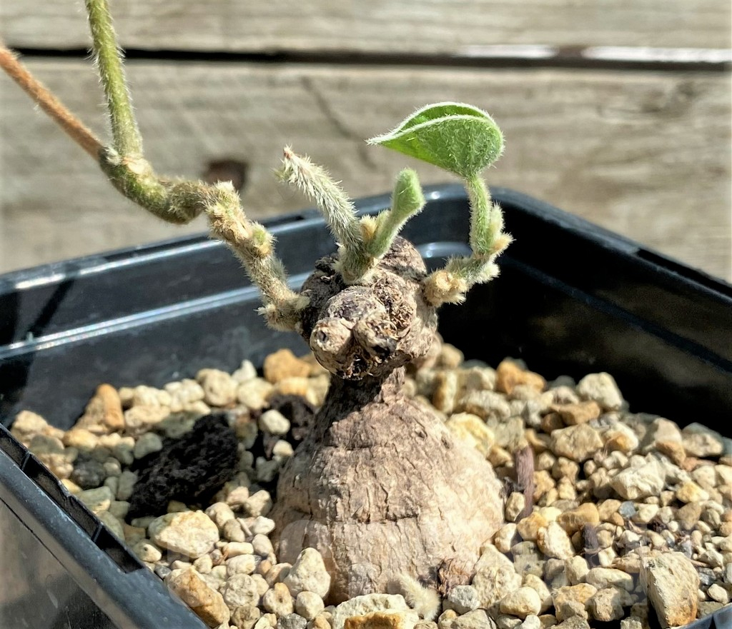 SHPR26029 Argyreia collinsiae (Convolvulaceae) - Image 2