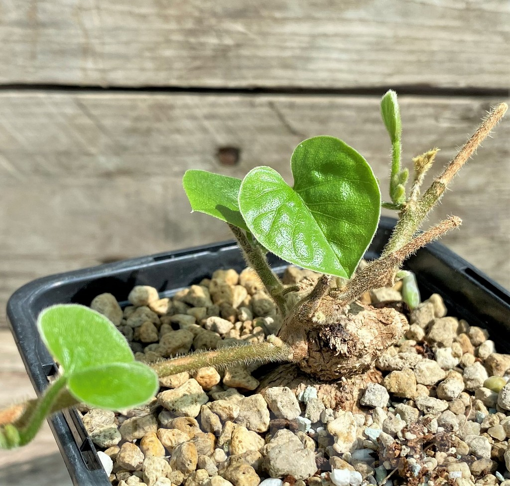 SHPR26030 Argyreia collinsiae (Convolvulaceae) - Obrázek 2