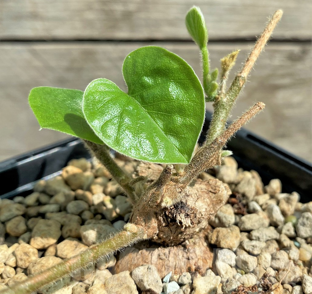 SHPR26030 Argyreia collinsiae (Convolvulaceae)