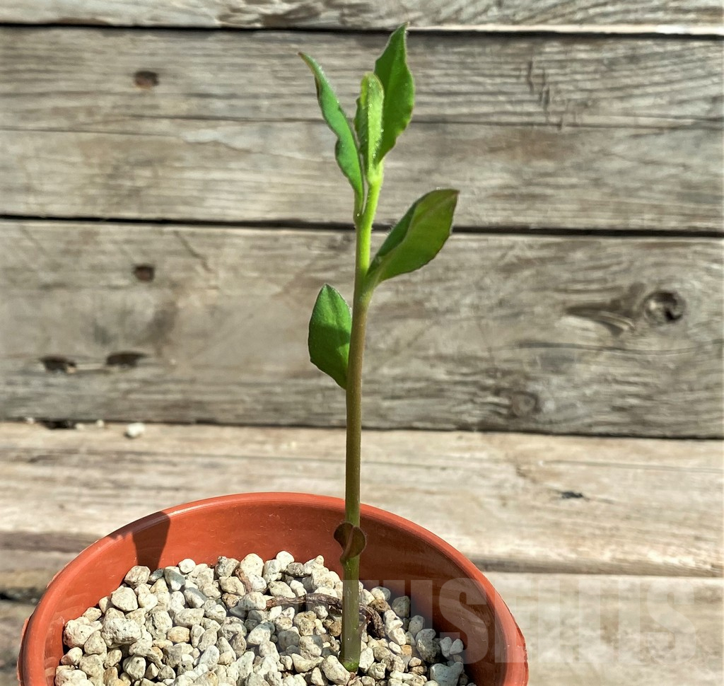 SHPR26032 Monadenium sp. nova aff. goetzei -Malawi- - immagine 2