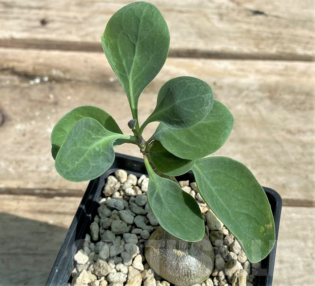 SHPR26033 Othonna triplinervia