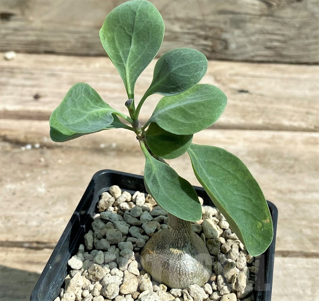 SHPR26033 Othonna triplinervia - immagine 2