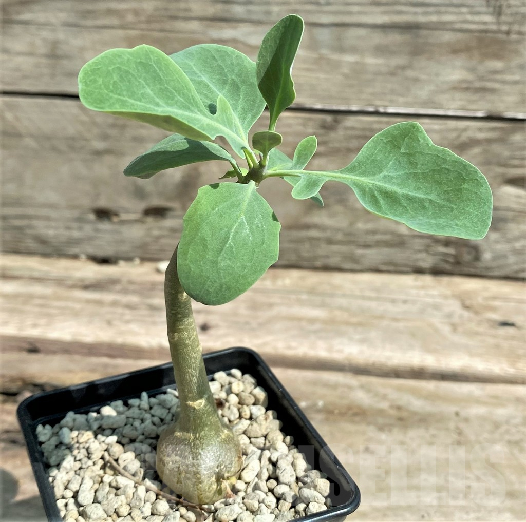 SHPR26034 Othonna triplinervia - immagine 2