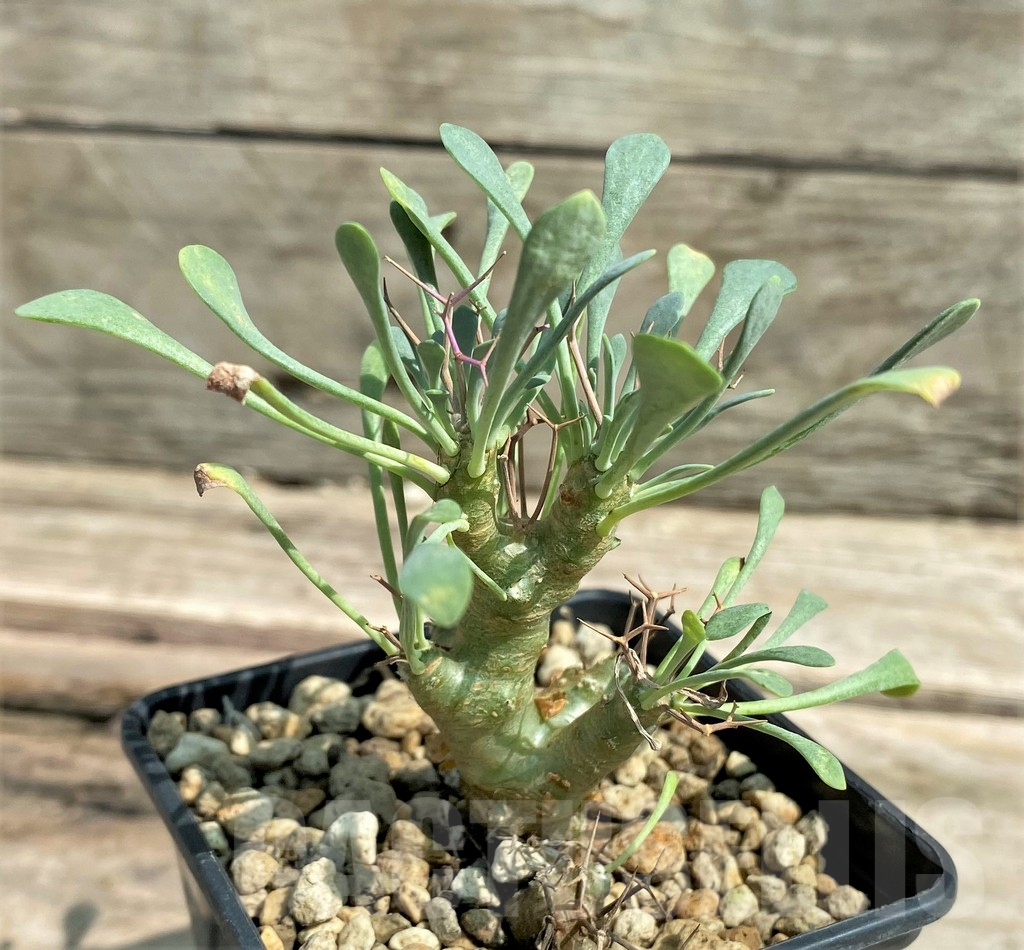 SHPR26036 Othonna triplinervia -Khamiesberg, Eselskop- - Imagen 2